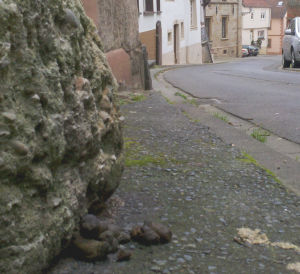 Altstadt-Hundeklo - an vielen Ecken liegen Haufen