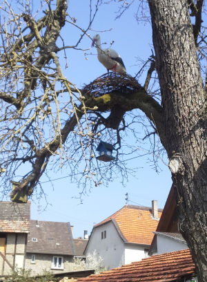 Storchennest in Monzingen?