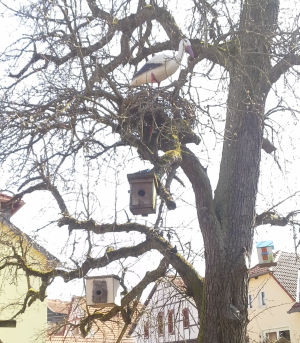 Storchennest mitten in Monzingen