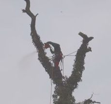 Baum vorm Friedhofsportal musste weichen